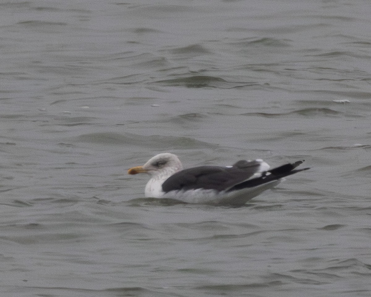 Gaviota Sombría - ML646319729