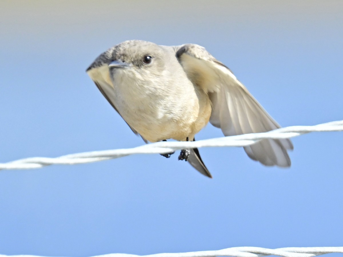 Mosquero Llanero - ML646319731