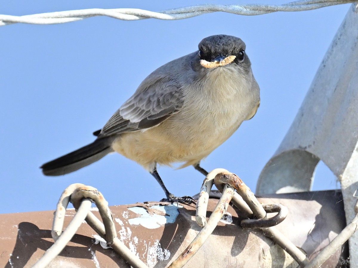 Mosquero Llanero - ML646319732