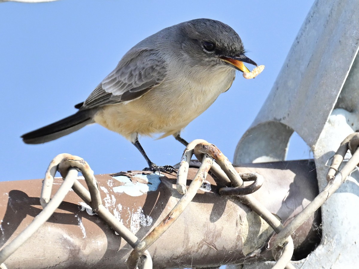 Mosquero Llanero - ML646319733
