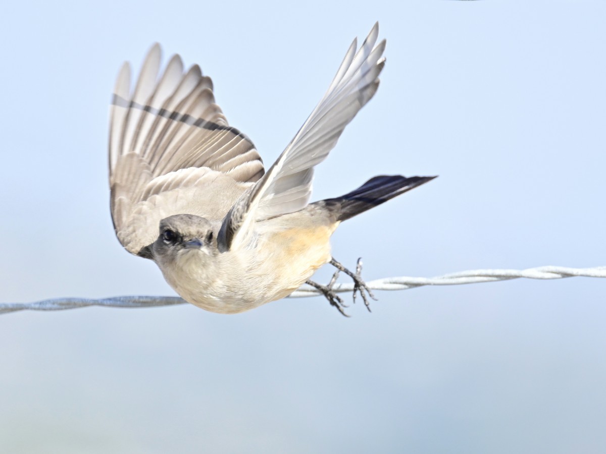 Mosquero Llanero - ML646319734