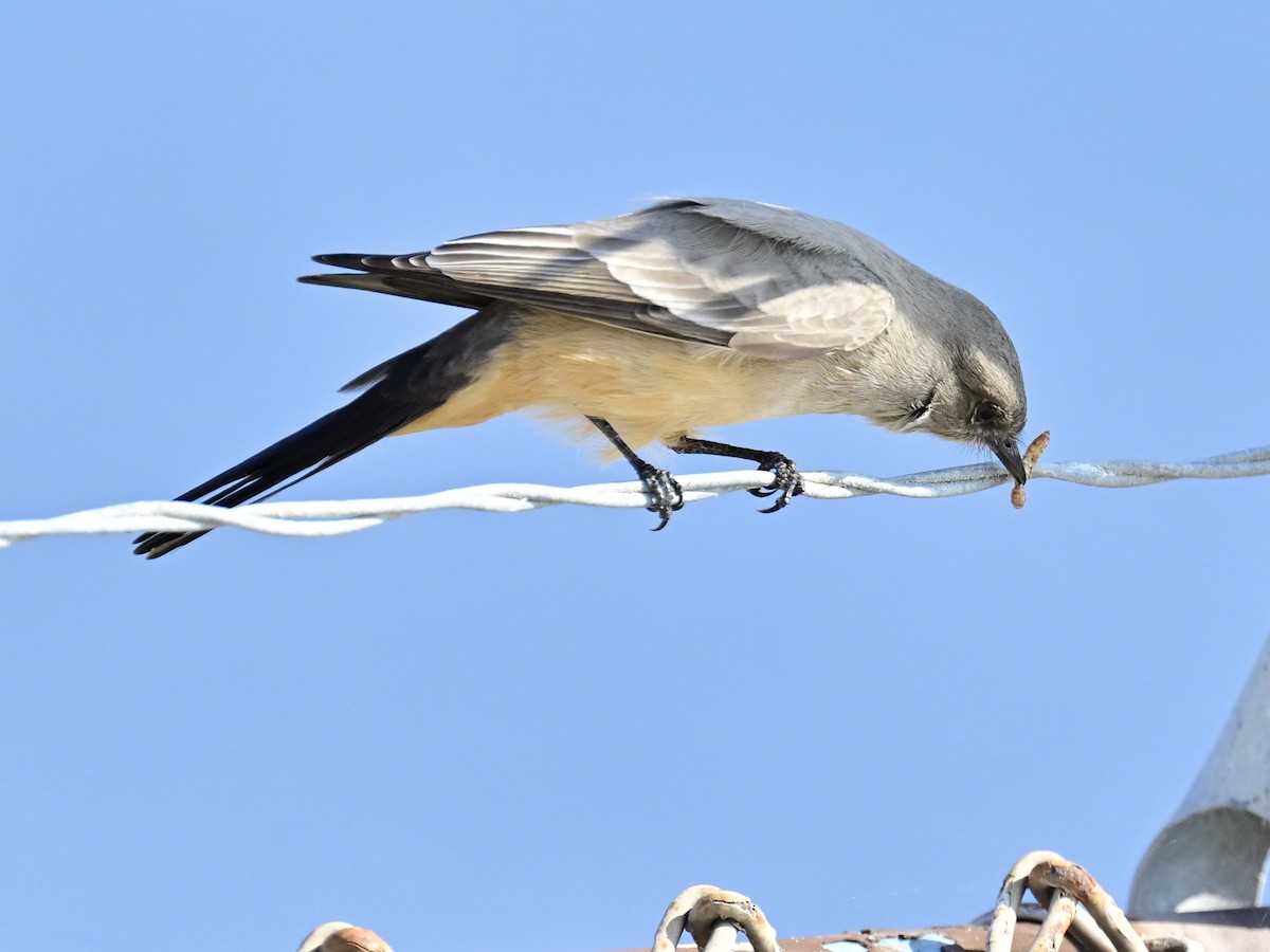 Mosquero Llanero - ML646319735