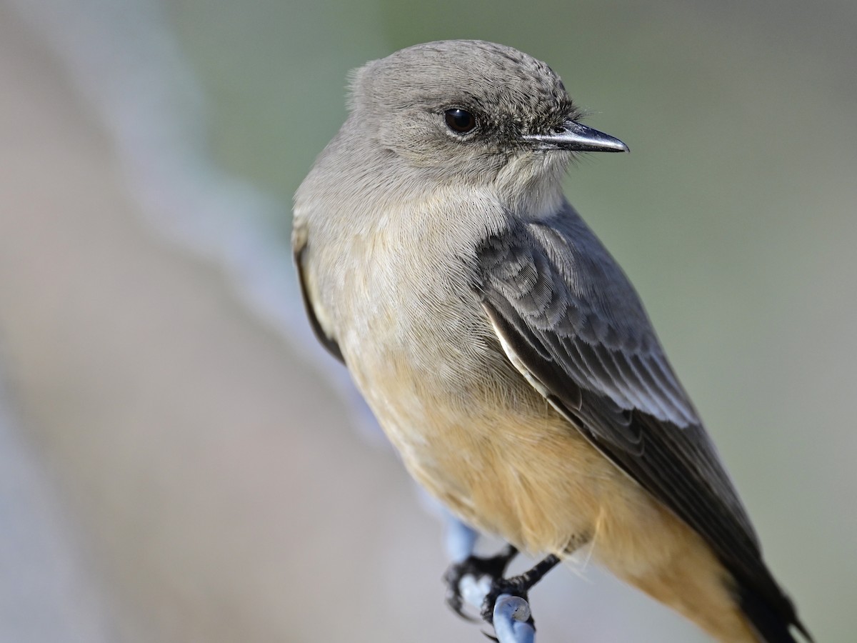 Mosquero Llanero - ML646319736