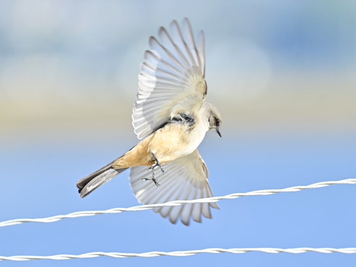 Mosquero Llanero - ML646319737