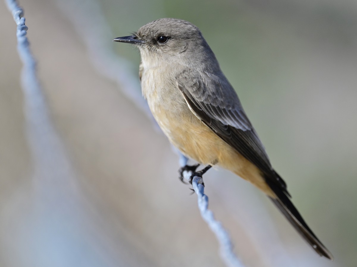 Mosquero Llanero - ML646319738