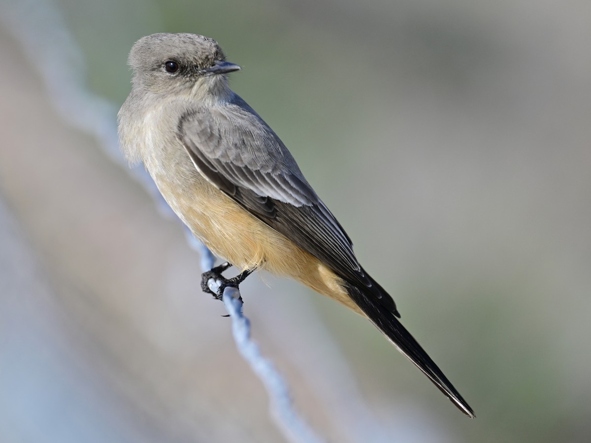 Mosquero Llanero - ML646319739