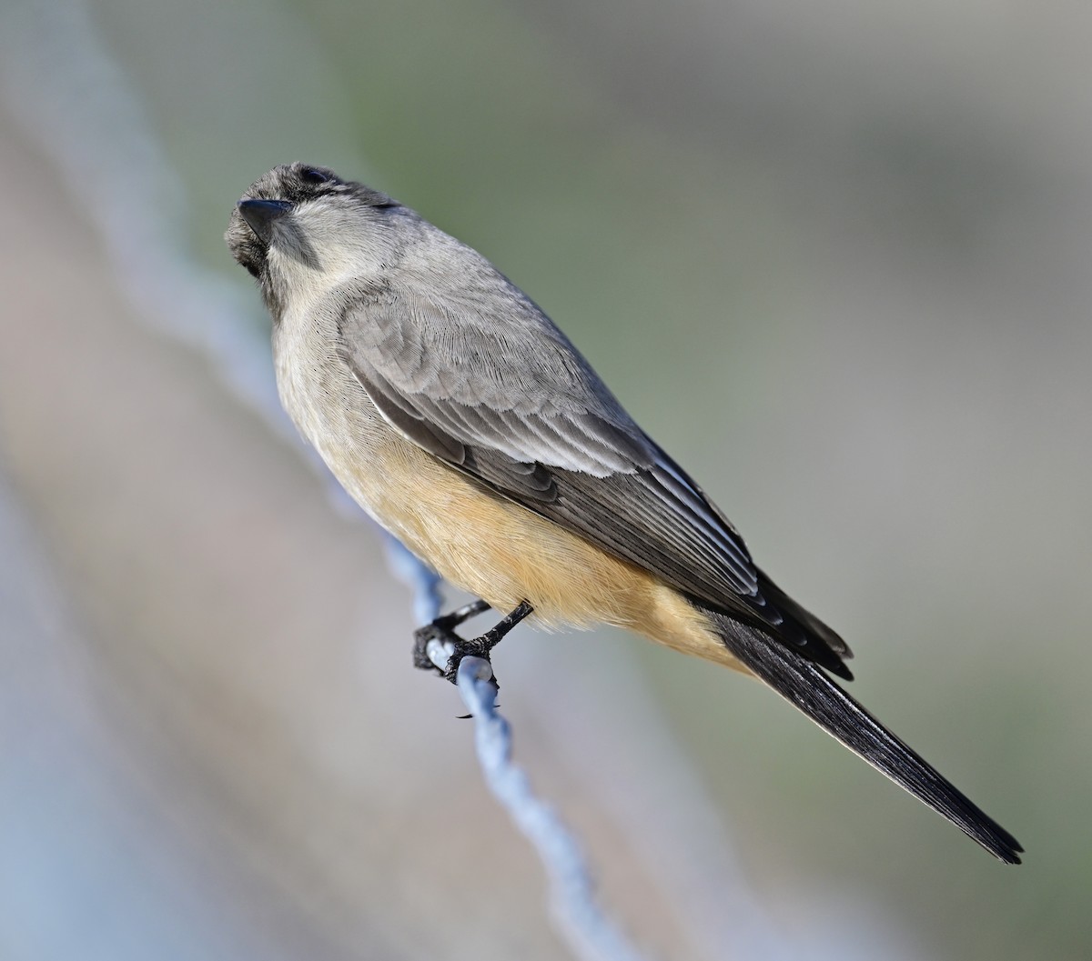 Mosquero Llanero - ML646319740
