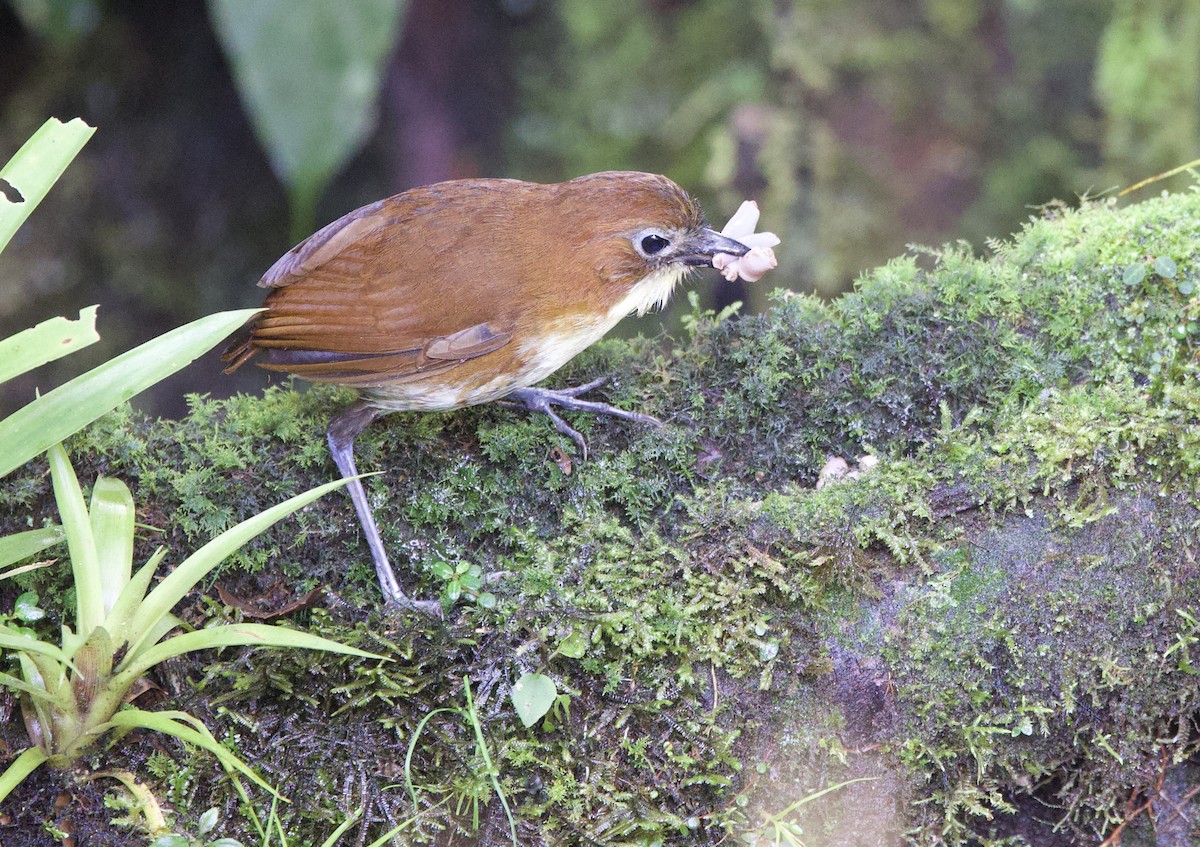 Tororoí Pechiamarillo - ML646319741