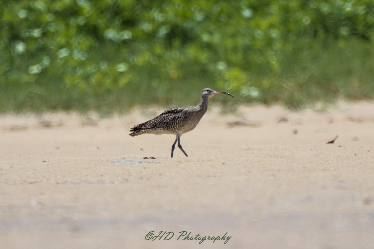Zarapito Siberiano - ML646319742