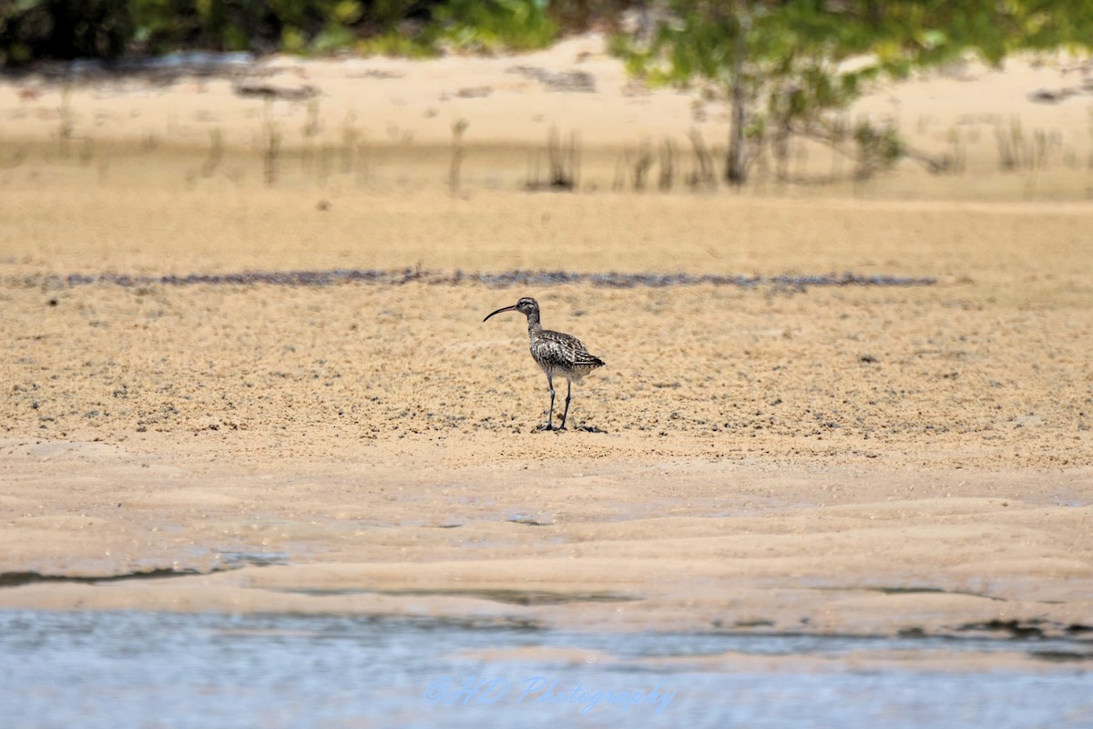 Zarapito Siberiano - ML646319744