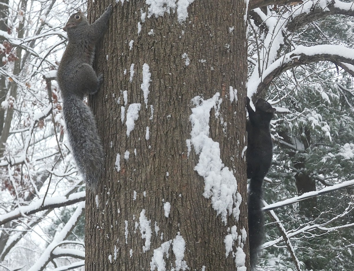 トウブハイイロリス - ML646319746