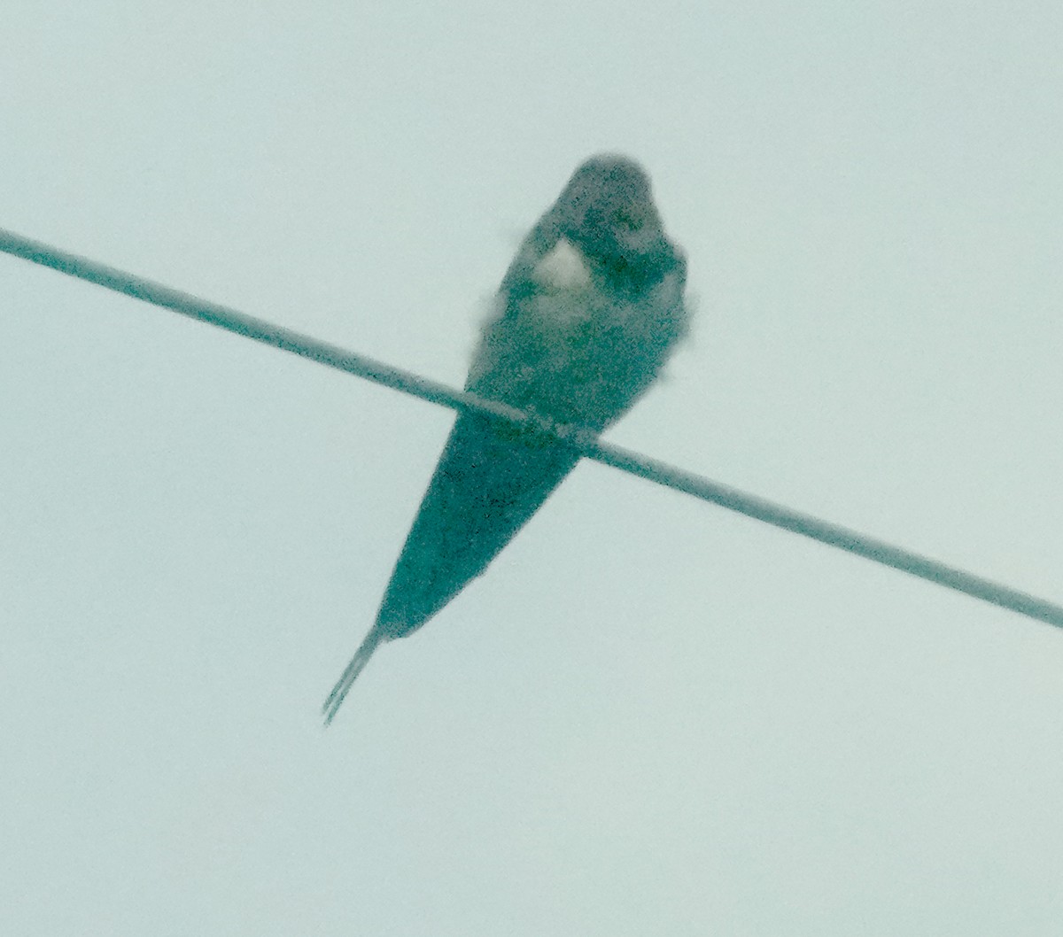 Golondrina de Sri Lanka - ML646319747
