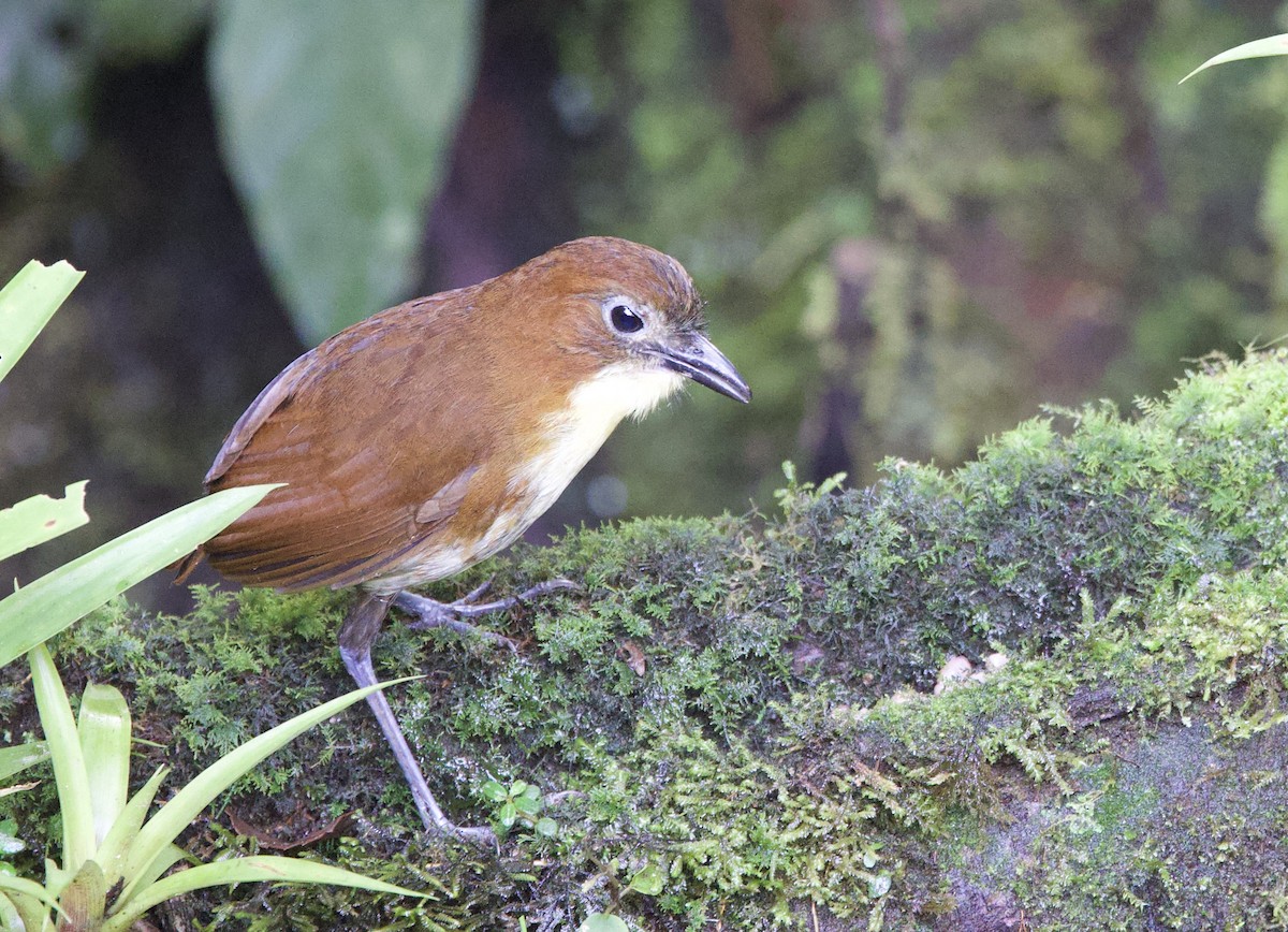 Tororoí Pechiamarillo - ML646319748
