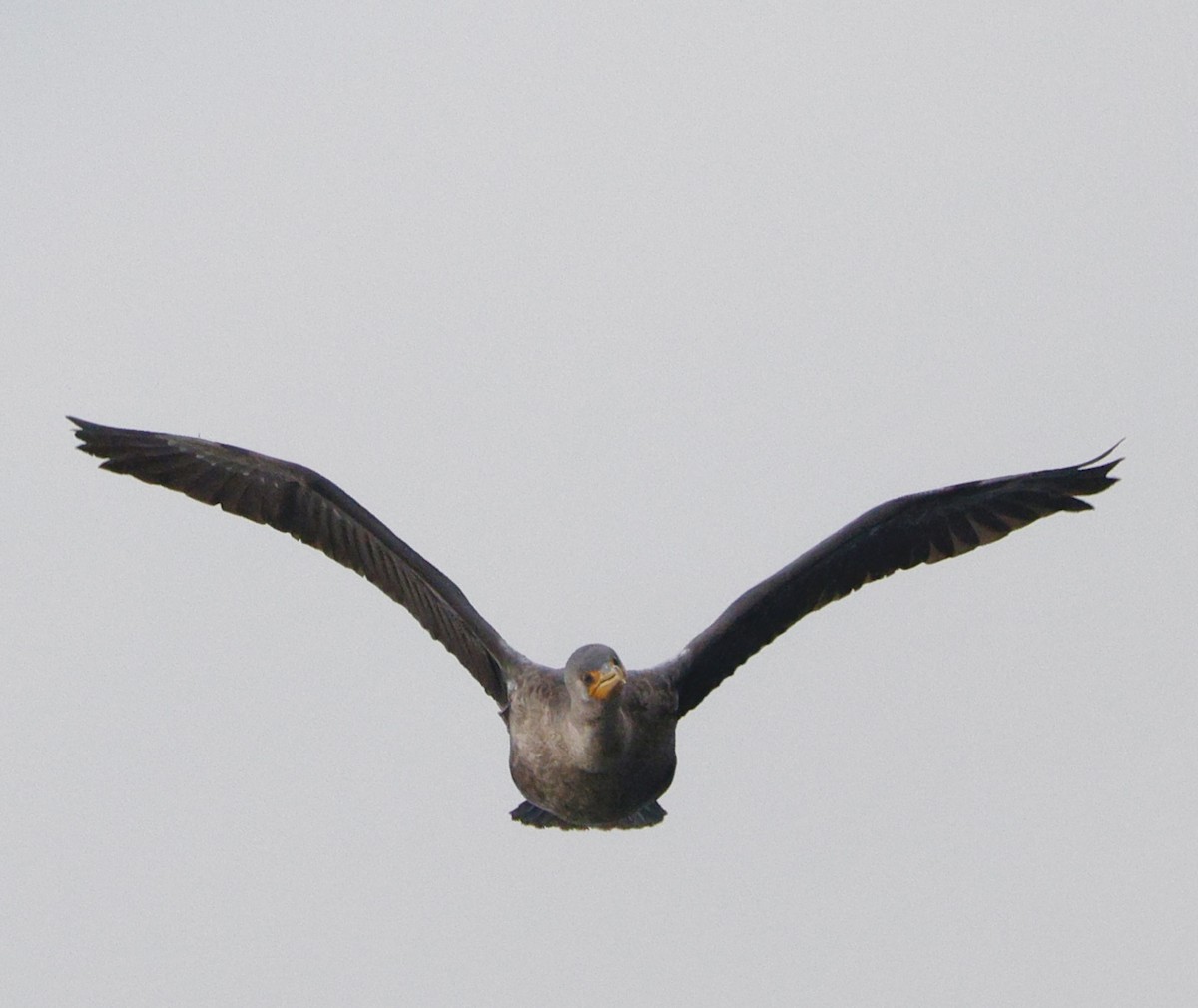Cormorán Orejudo - ML646319749