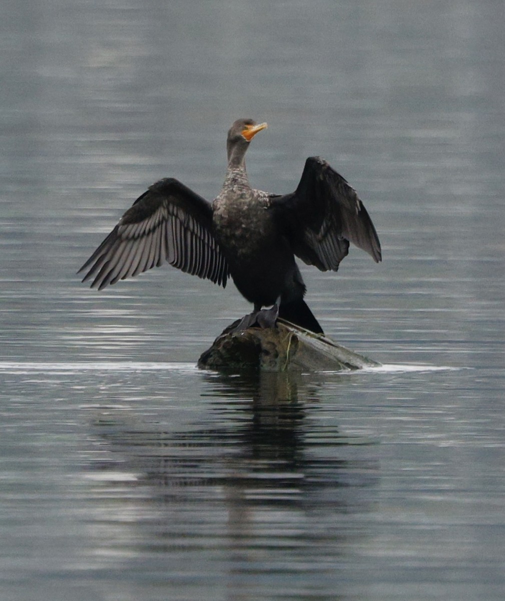 Cormorán Orejudo - ML646319750