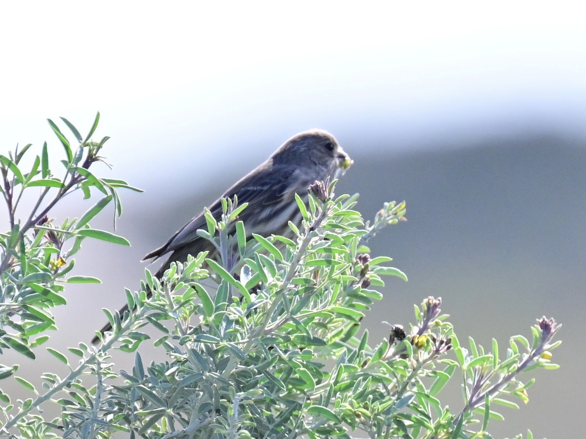 Chingolo Sabanero - ML646319751