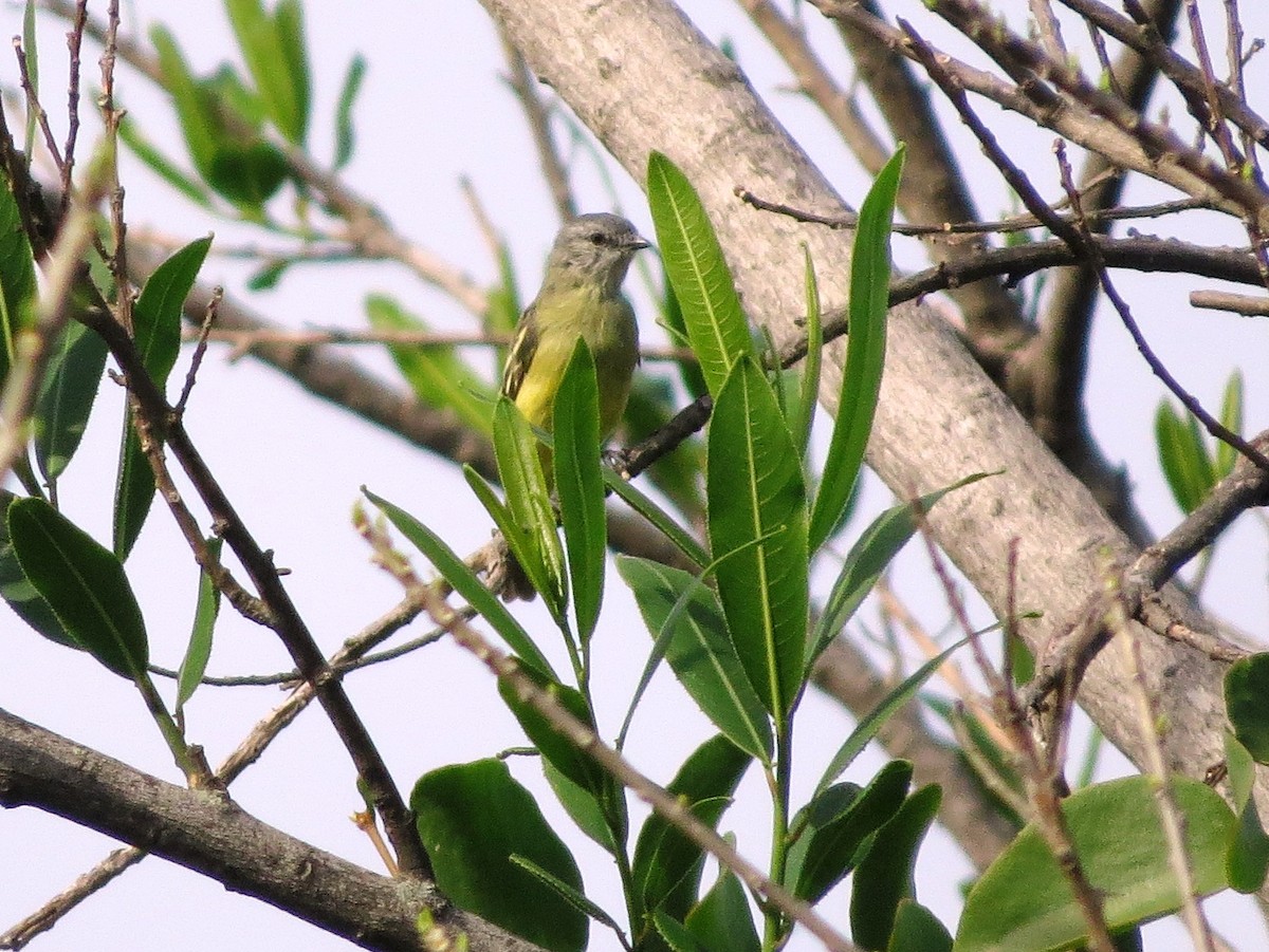 Mosquerito Coronado - ML646319752