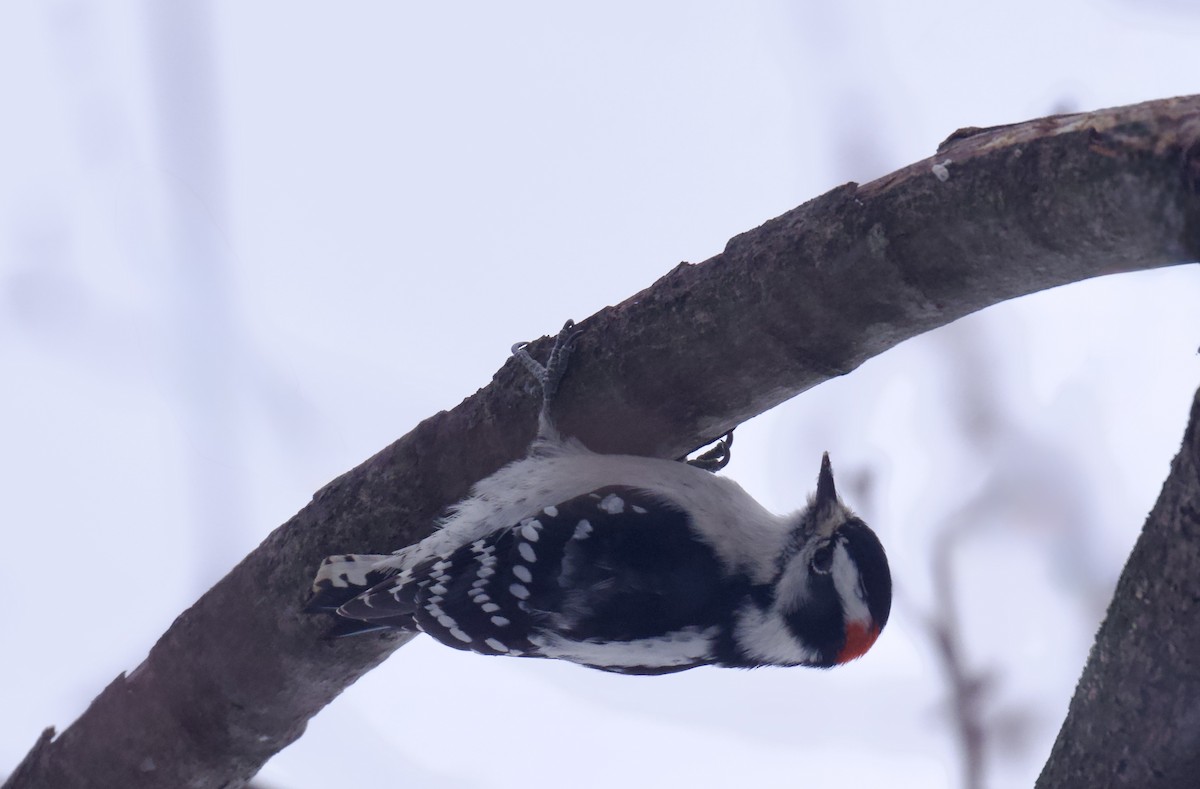 Pico Pubescente - ML646319753