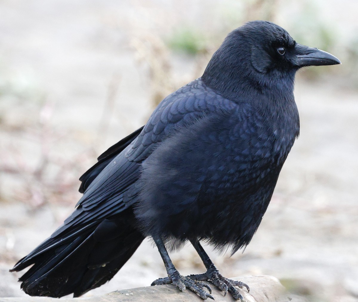 Cuervo Americano - ML646319754