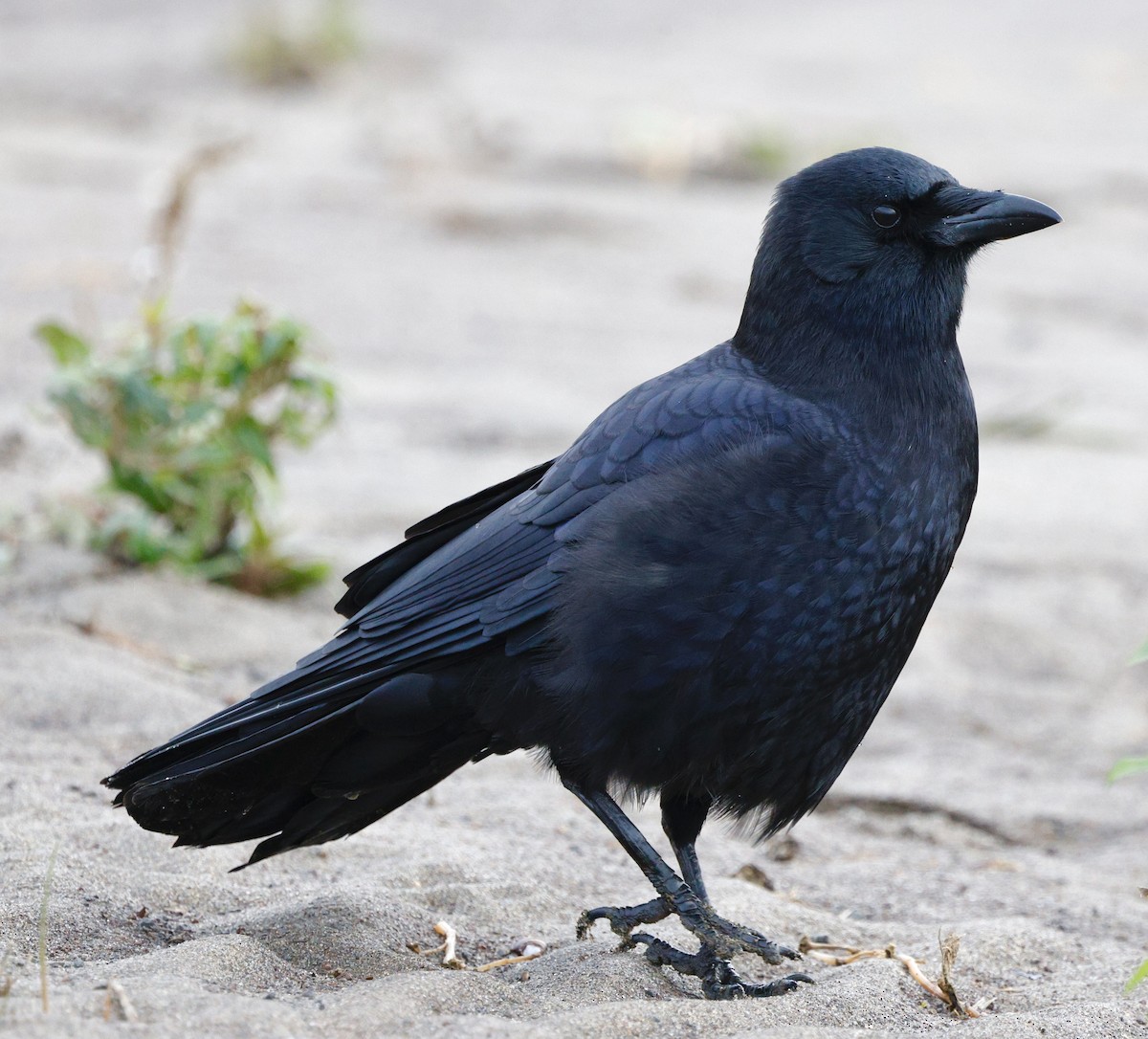 Cuervo Americano - ML646319755