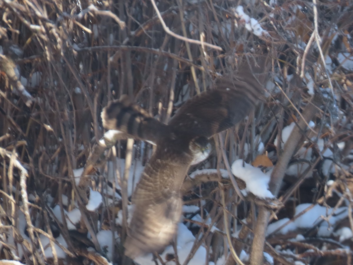 Gavilán de Cooper - ML646319756