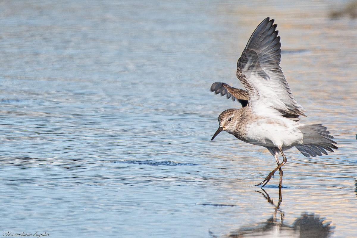 Correlimos Culiblanco - ML646319758