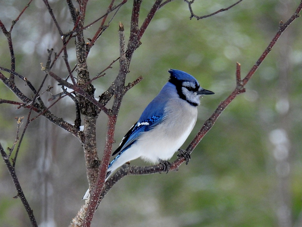 Blue Jay - ML646319786