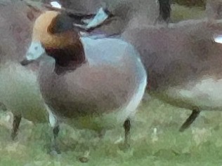 Fischione - ML646319789