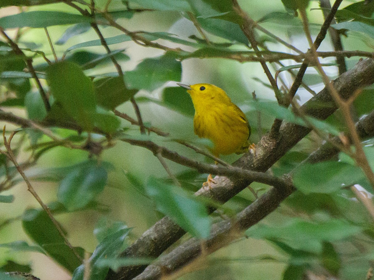 Northern Yellow Warbler - ML646319801