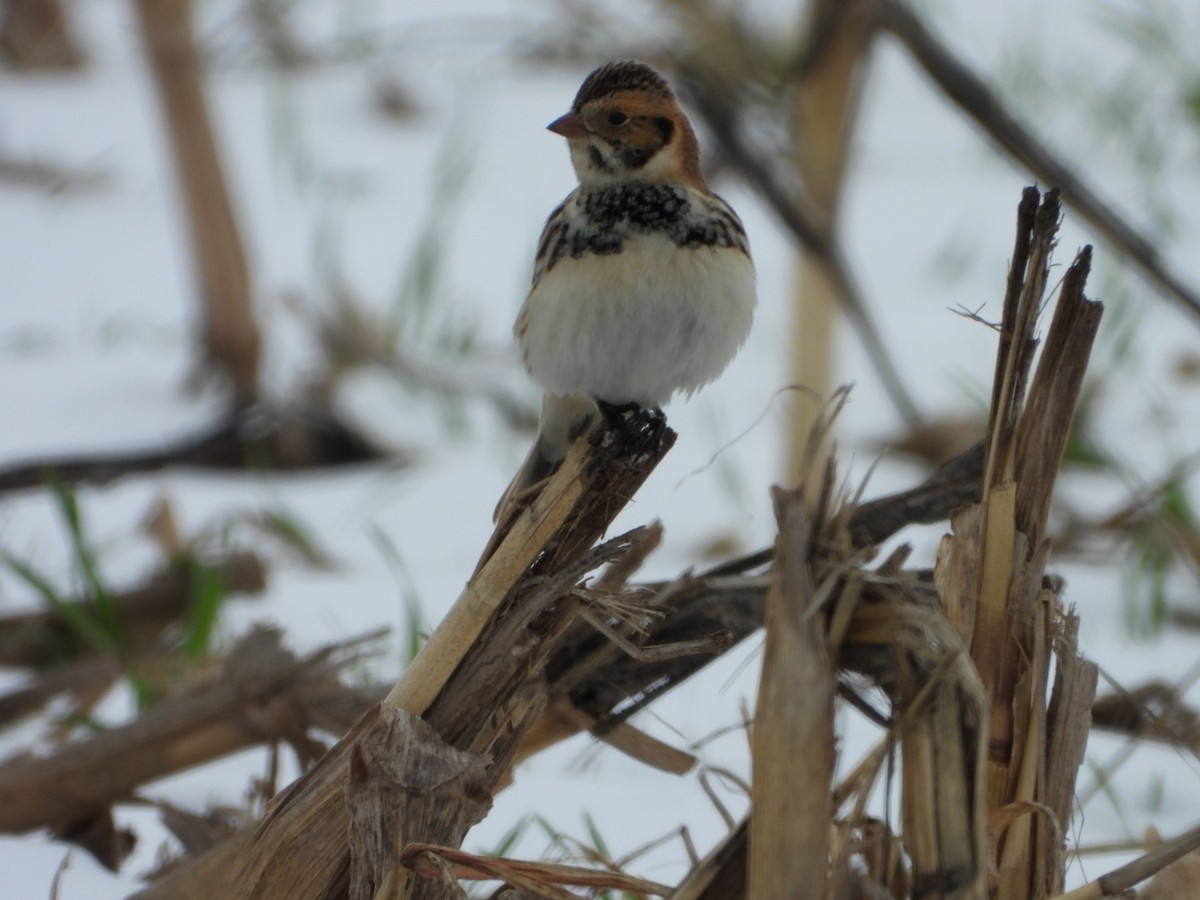 鐵爪鵐 - ML646319802