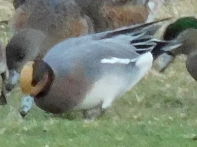 Fischione - ML646319805