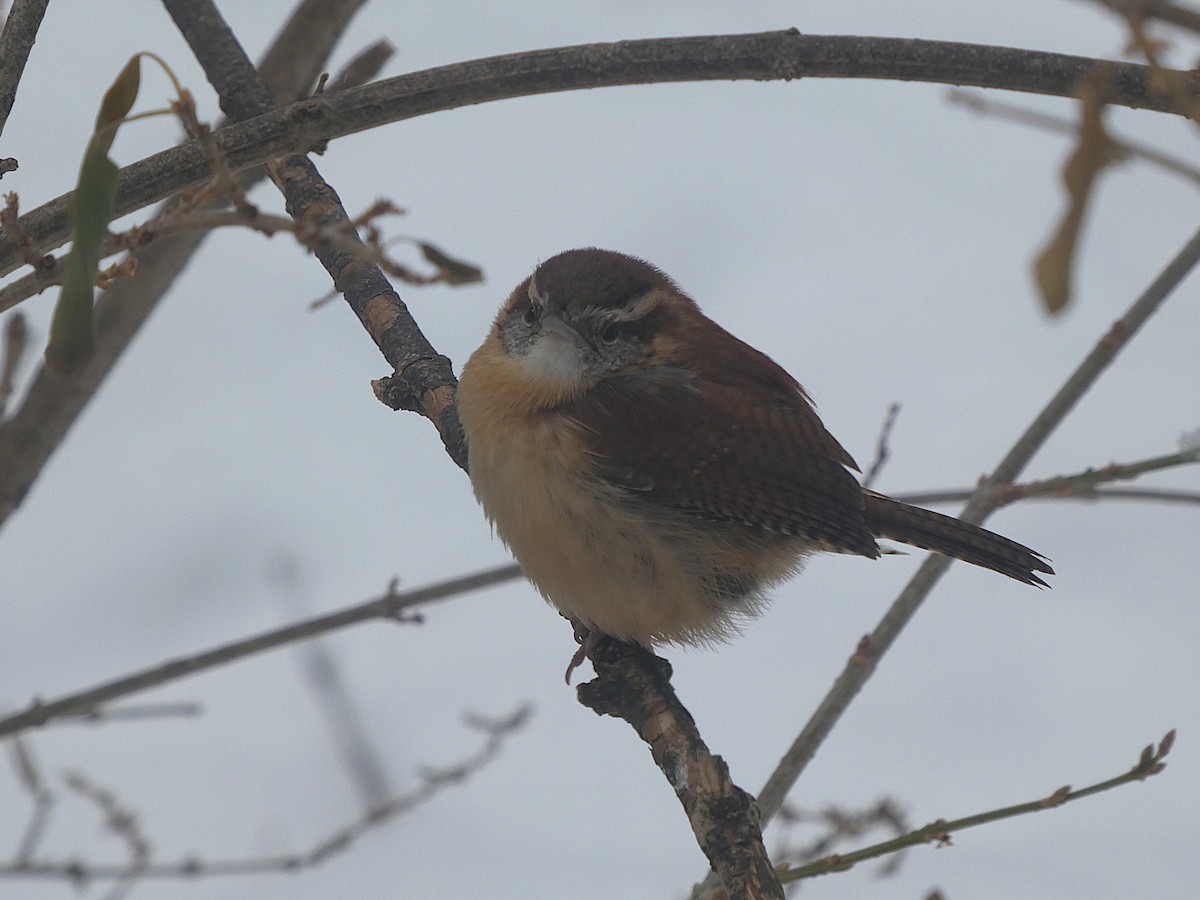 チャバラマユミソサザイ - ML646319806