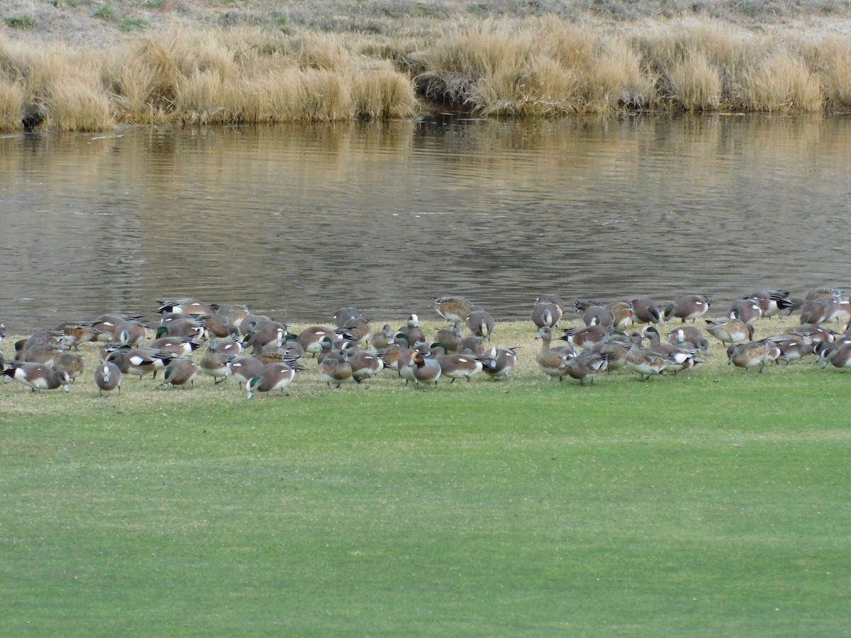 Fischione - ML646319809