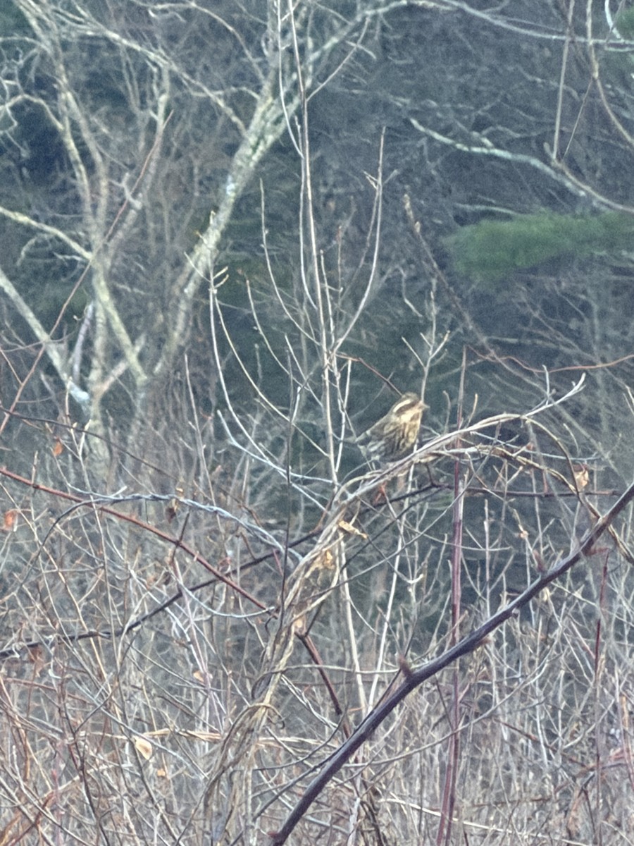 Purple Finch (Eastern) - ML646319837