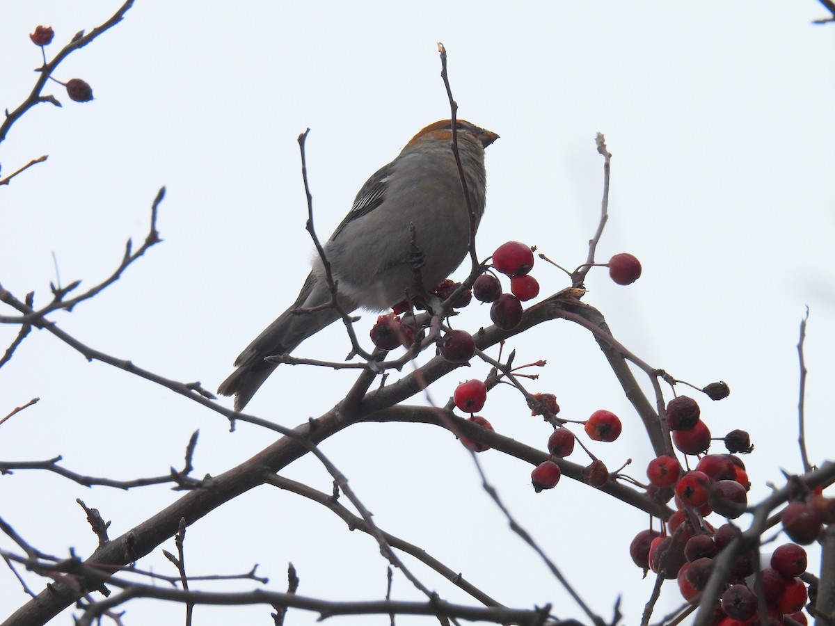 Hakengimpel - ML646319851