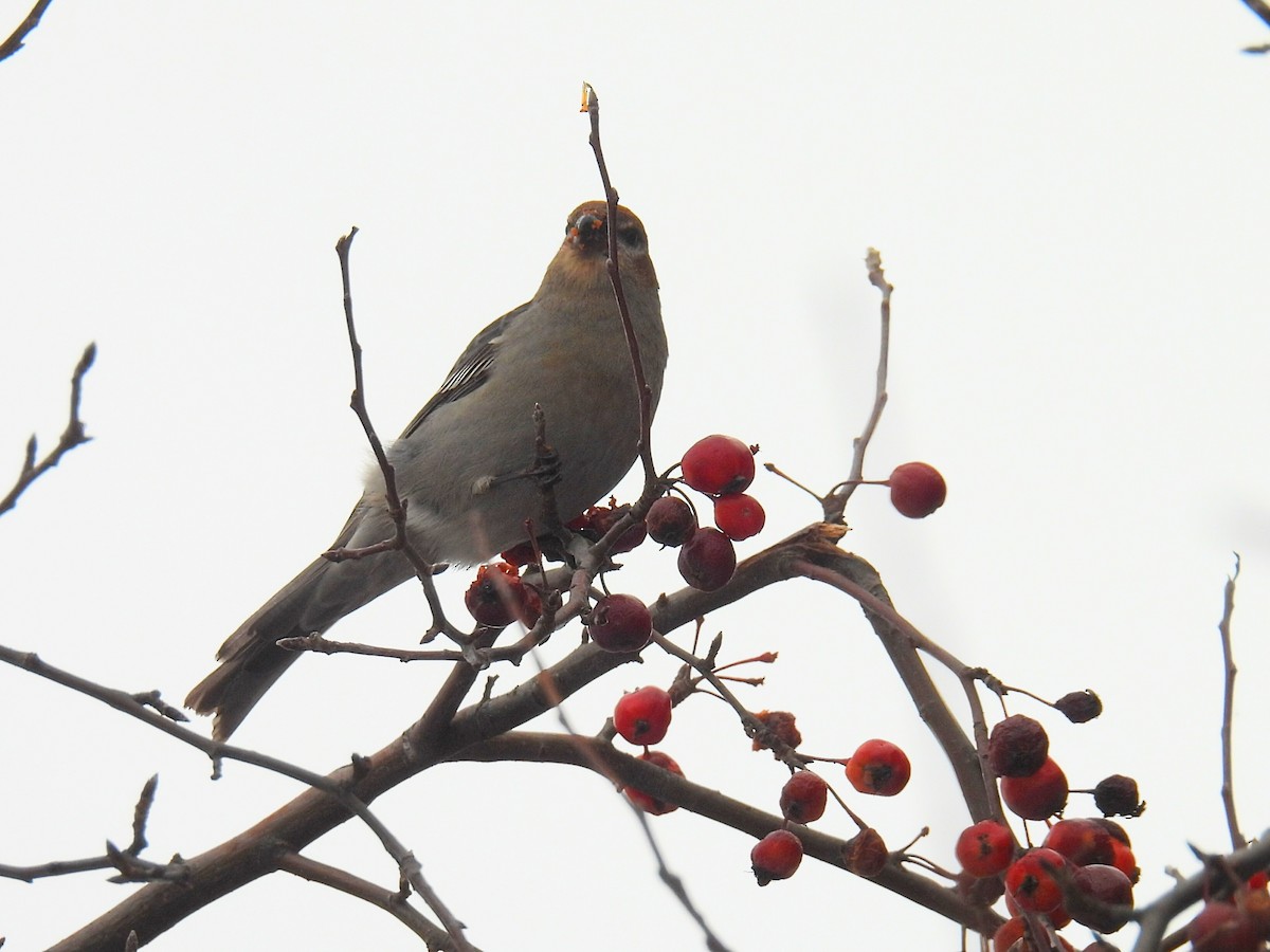 Hakengimpel - ML646319852