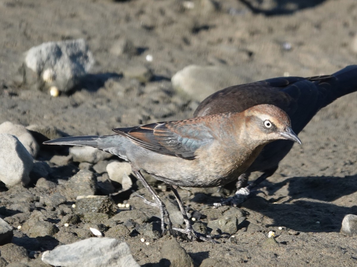 Rusty Blackbird - ML646319856