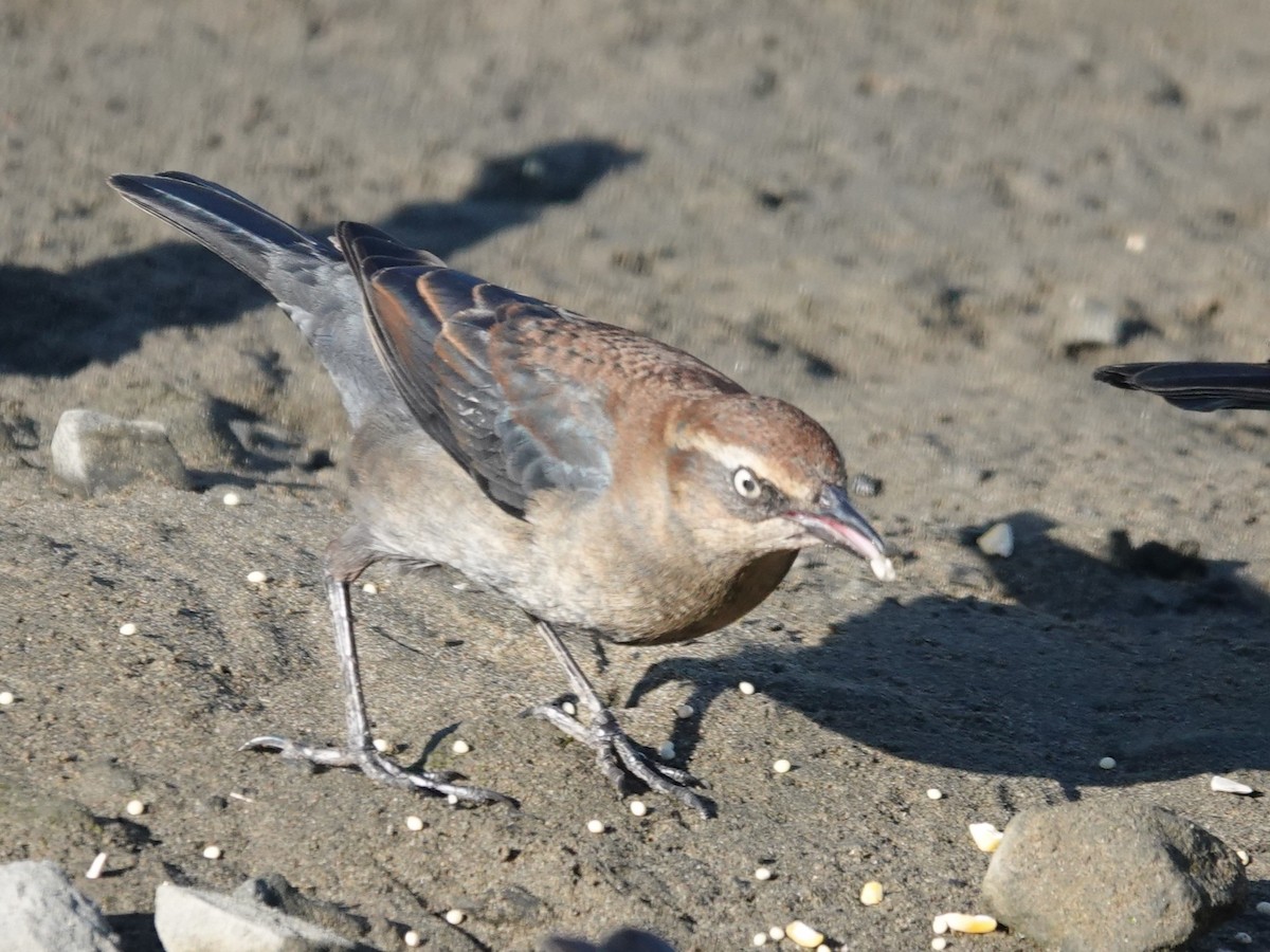 Rusty Blackbird - ML646319857