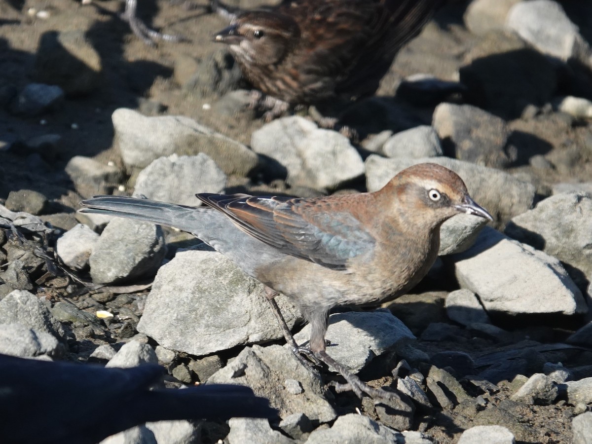 Rusty Blackbird - ML646319858