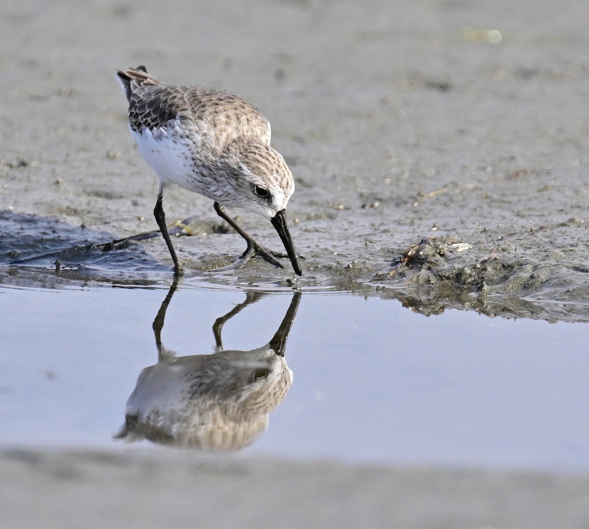 西濱鷸 - ML646319875