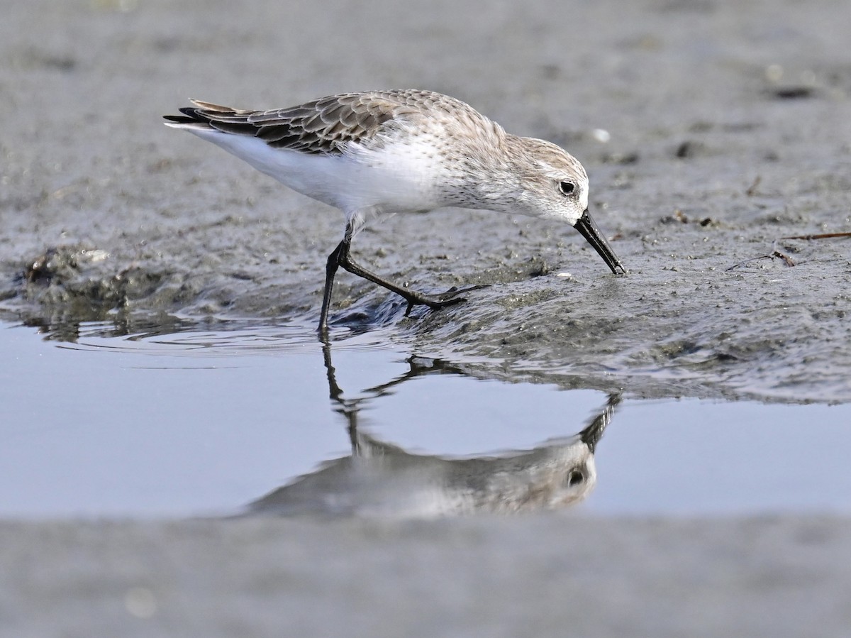 西濱鷸 - ML646319877