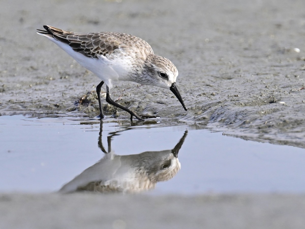 西濱鷸 - ML646319878