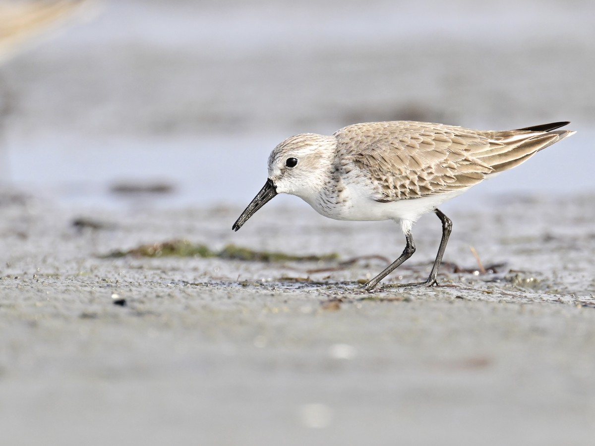 西濱鷸 - ML646319879