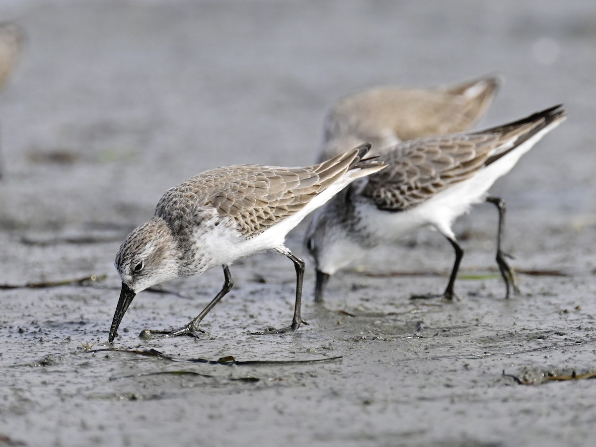 西濱鷸 - ML646319881