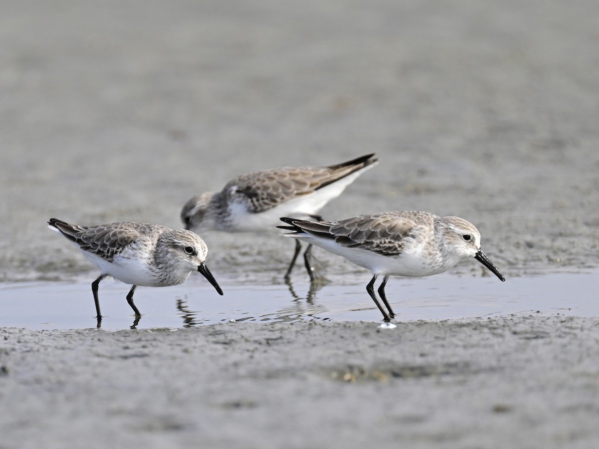 西濱鷸 - ML646319882