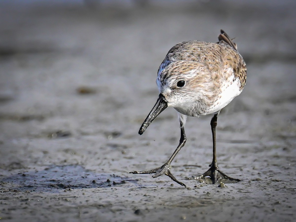 西濱鷸 - ML646319883