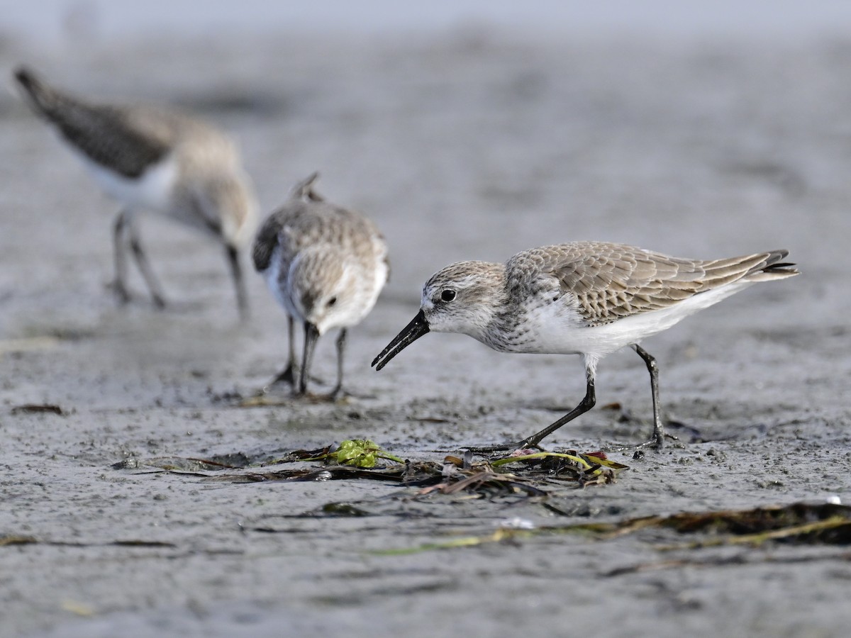 西濱鷸 - ML646319885