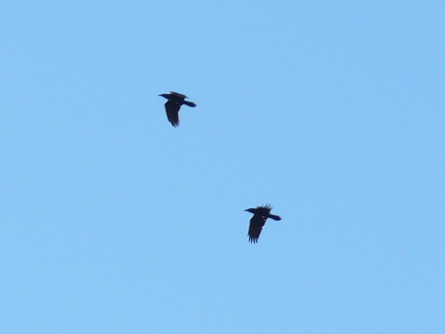 krkavec velký - ML646319890