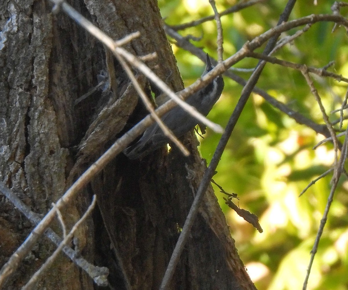 Red-breasted Nuthatch - ML646319892