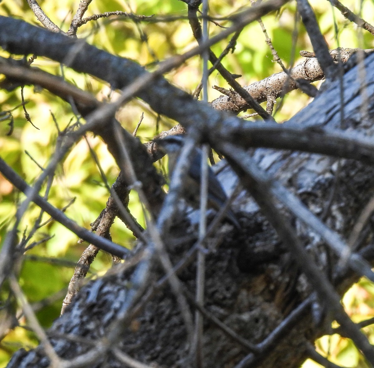 Red-breasted Nuthatch - ML646319893